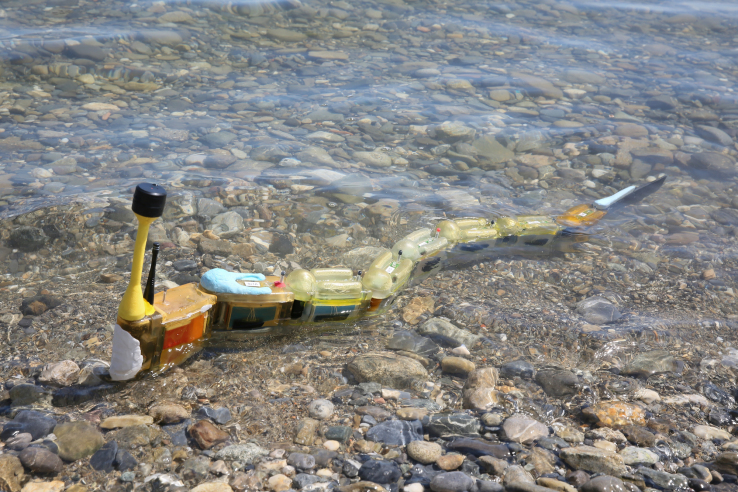 The Envirobot robo-eel slithers along the shore for science