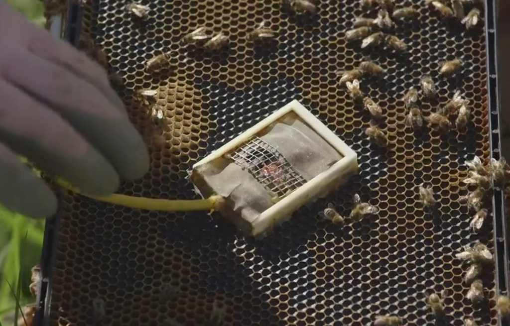 Internet of Bees device tracks hive health