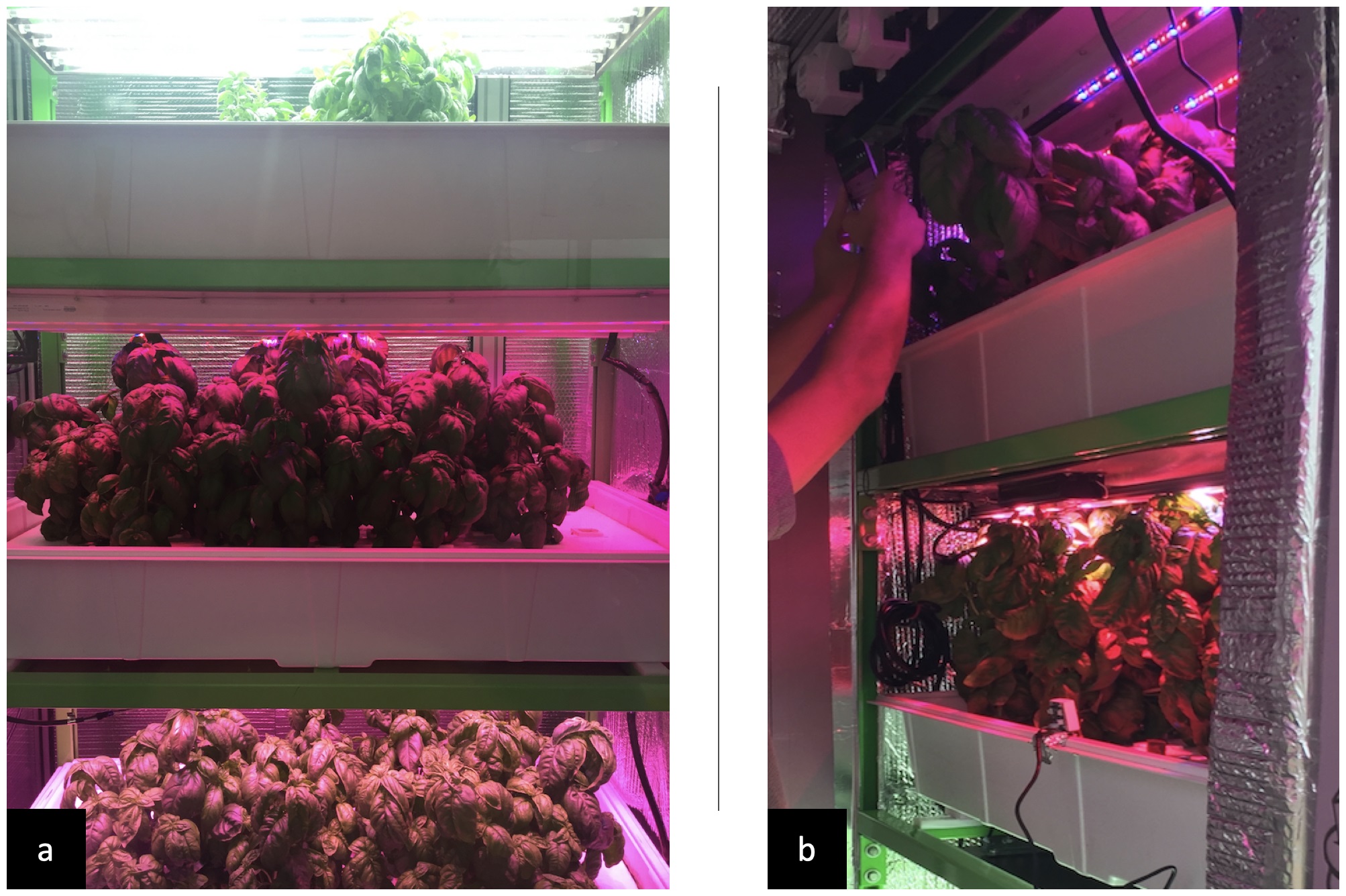 MIT’s ‘cyber-agriculture’ optimizes basil flavors