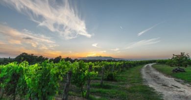 How Drones are Helping with Sustainability in the Wine Industry